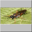 Tenthredo atra - Blattwespe 04a 9mm Deister.jpg